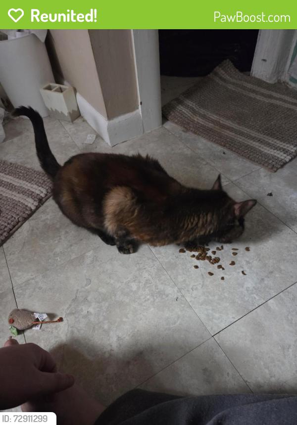 Reunited Female Cat last seen FnM Collage, at the corner of West James St. and North Mary St., Lancaster, PA 17603