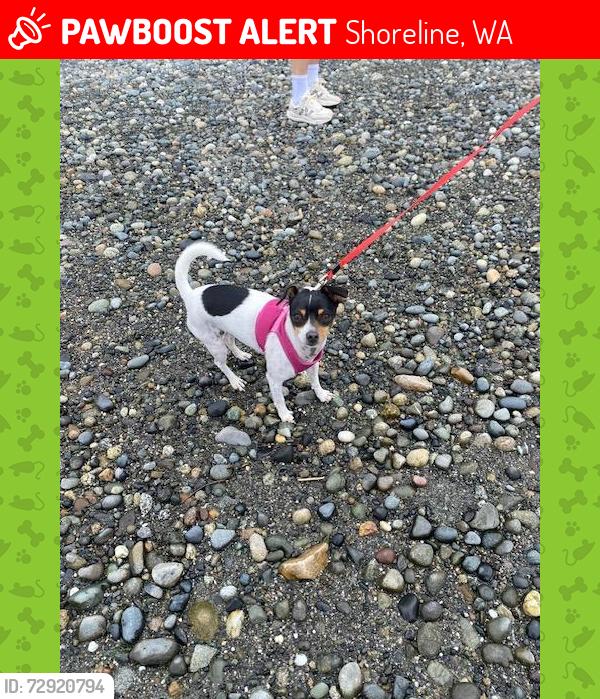 Lost Female Dog last seen North 145th & Bagley, Shoreline, WA 98133