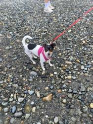 Lost Female Dog last seen North 145th & Bagley, Shoreline, WA 98133
