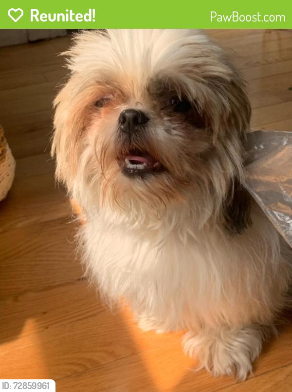 Reunited Female Dog last seen Train tracks , Cincinnati, OH 45216