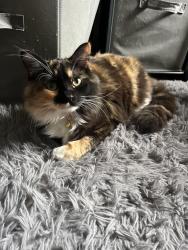 Lost Female Cat last seen Sleight and 5th Ave , Naperville, IL 60563