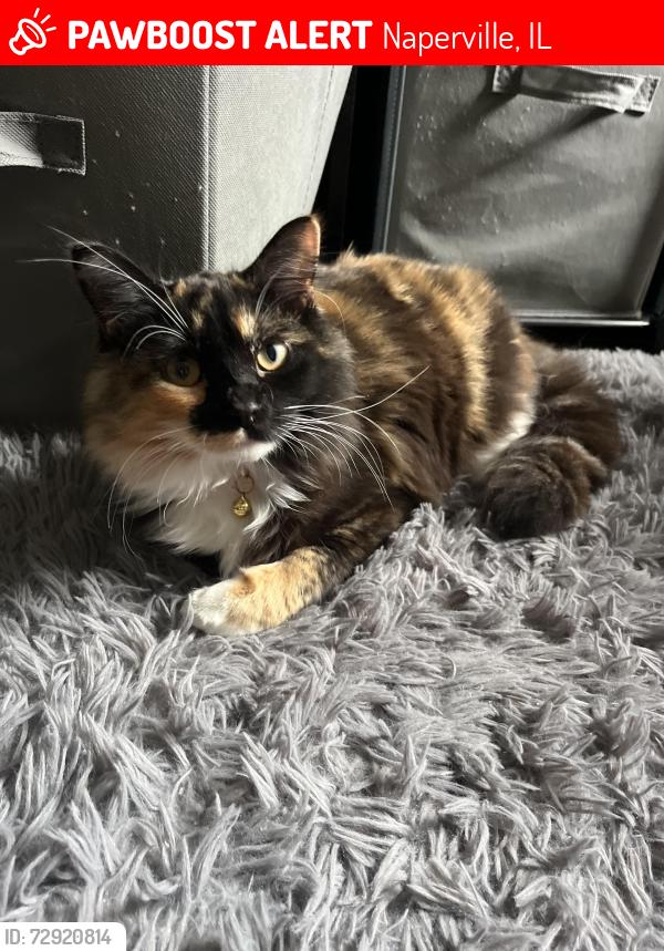 Lost Female Cat last seen Sleight and 5th Ave , Naperville, IL 60563