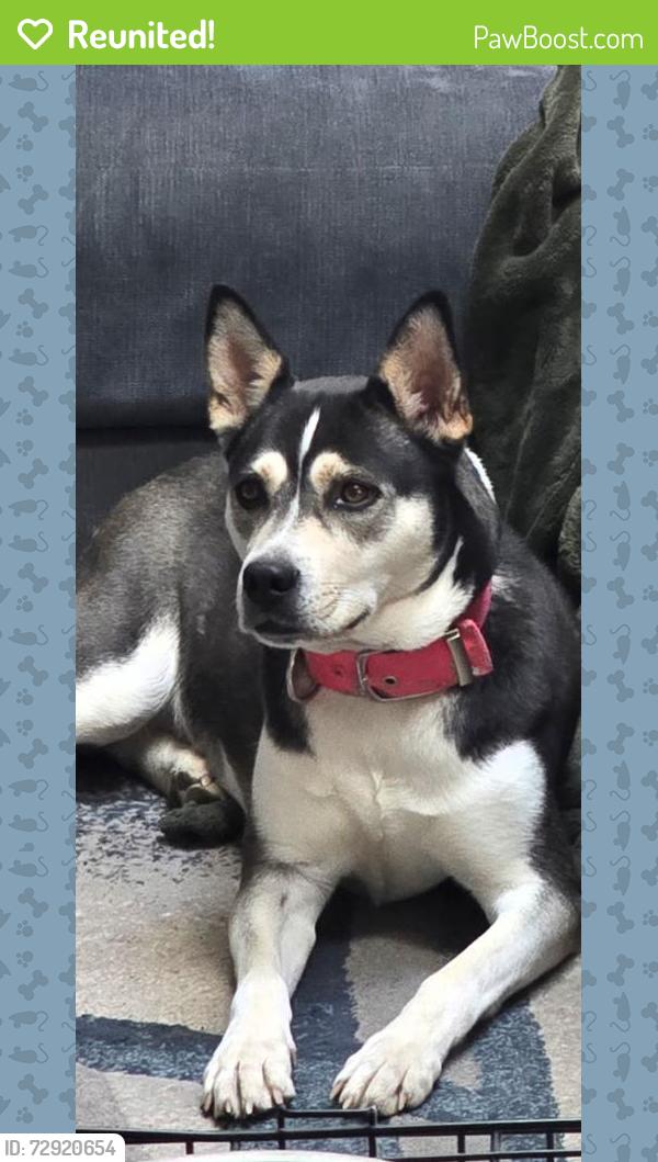 Reunited Female Dog last seen Mill Run, Culpepper Landing, Chesapeake, VA 23323
