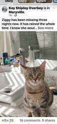 Lost Female Cat last seen Briarcliff/Montvale, Maryville, TN 37803