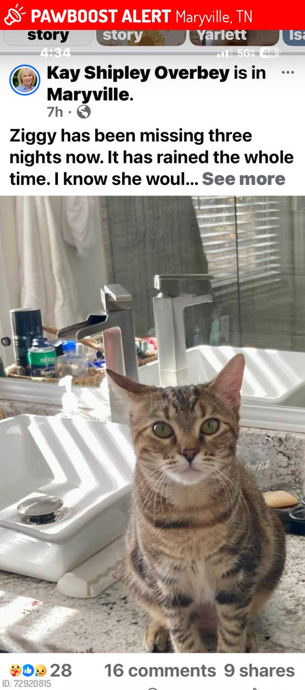 Lost Female Cat last seen Briarcliff/Montvale, Maryville, TN 37803