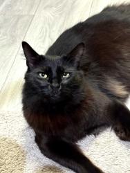 Reunited Male Cat last seen Near S 85th E Pl, Bixby OK 74008, Bixby, OK 74008