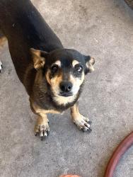 Reunited Female Dog last seen Near w Lawrence rd, Phoenix, AZ 85019