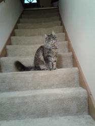 Reunited Male Cat last seen Near Meadow Ln, Pewaukee, WI 53072, Waukesha, WI 53188