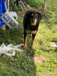 Found/Stray Male Dog last seen New hope road, Joppa, AL 35087