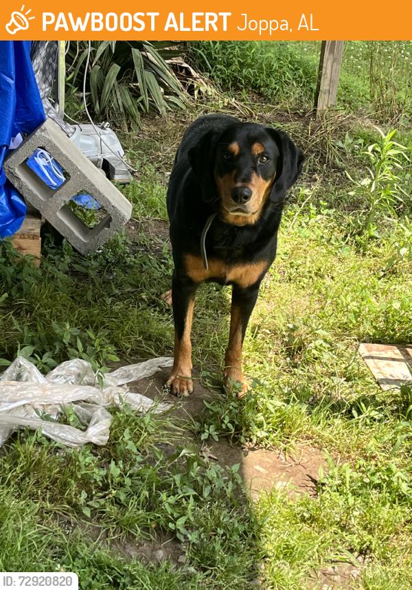 Found/Stray Male Dog last seen New hope road, Joppa, AL 35087