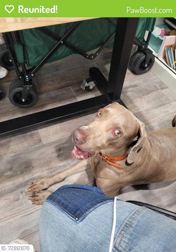 Reunited Male Dog last seen Dallas st. Near firestation, McAllen, TX 78501