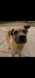 Reunited Male Dog last seen Greenoaks, Arlington, TX 76016
