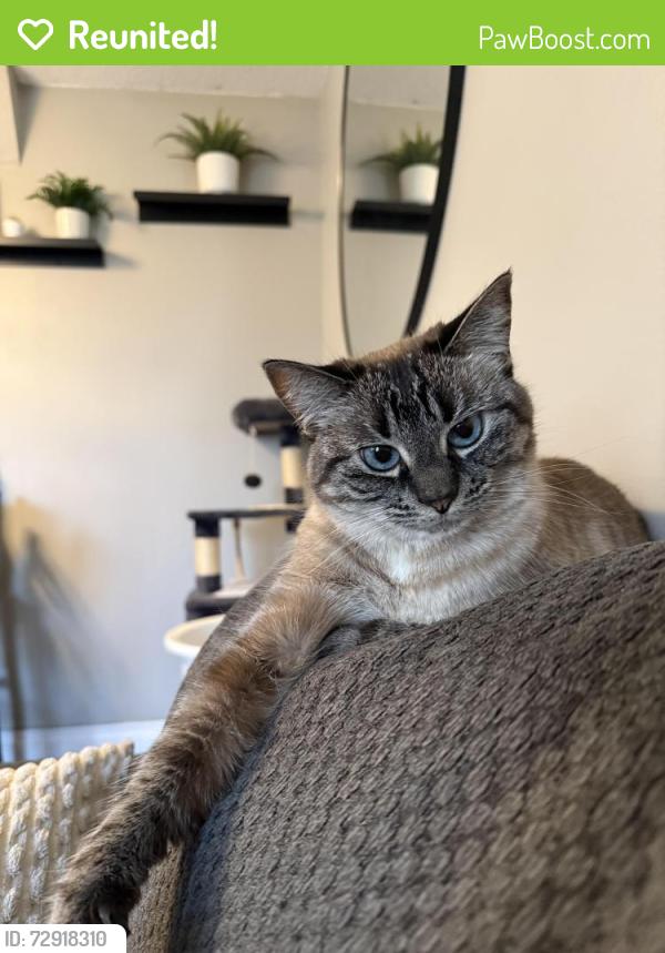 Reunited Female Cat last seen 53a st Langley , Langley, BC V3A 1M2