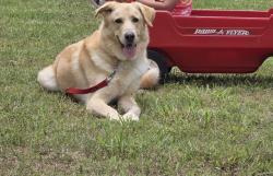 Reunited Male Dog last seen Green oaks and matlock, Arlington, TX 76017