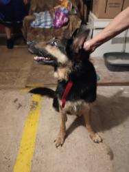 Reunited Male Dog last seen Lestergate de , Spring, TX 77373