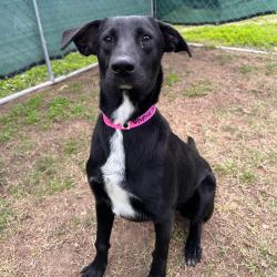 Reunited Female Dog last seen Alton Flea Market, Alton, TX 78573