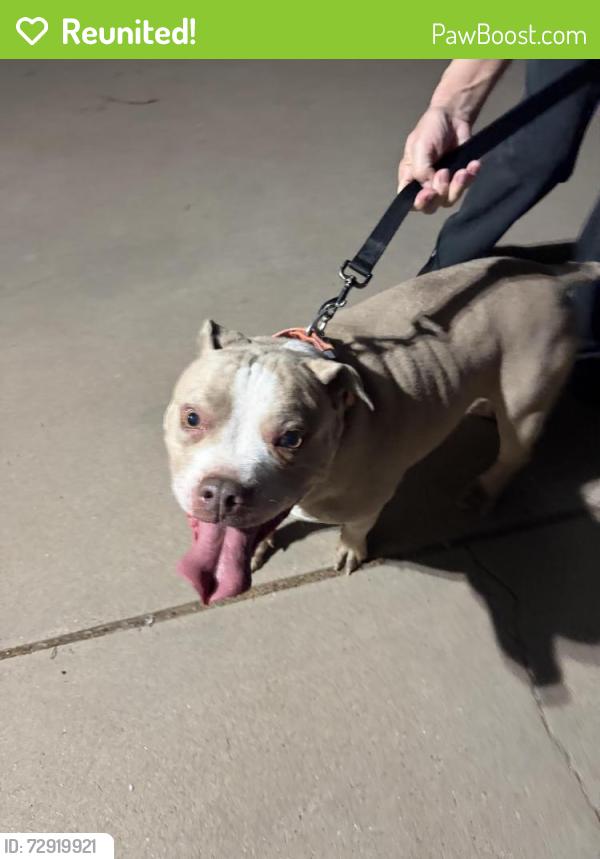 Reunited Unknown Dog last seen Girard and Indian school , Albuquerque, NM 87107