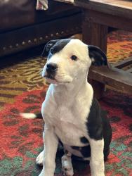 Reunited Female Dog last seen Harlan and Westlynn , Wichita, KS 67212