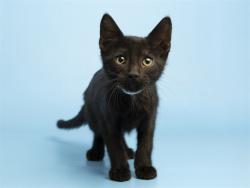 Shelter Stray Male Cat last seen Near BLOCK W PARKWAY DR, 5501 E Van Buren St, Phoenix, AZ 85008, USA