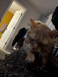Reunited Male Cat last seen Bateswood Manor, Bateswood Dr, Houston, TX 77079