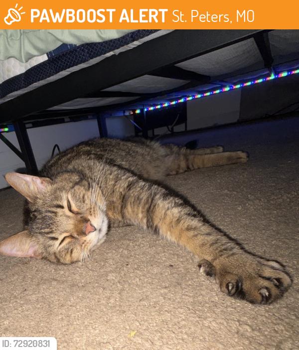 Found/Stray Unknown Cat last seen Millwood drive and Barkwood Trails, St. Peters, MO 63376