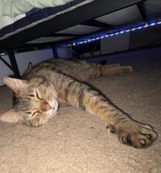 Found/Stray Unknown Cat last seen Millwood drive and Barkwood Trails, St. Peters, MO 63376