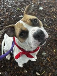Shelter Stray Male Dog last seen CHARLOTTE, Charlotte, NC 28217