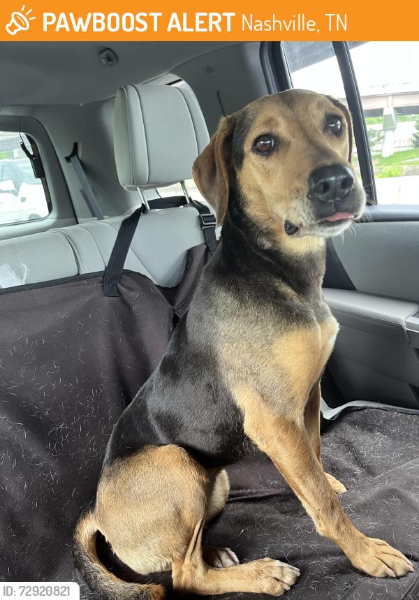 Found/Stray Female Dog last seen Kroger and Aldi, Nashville, TN 37217
