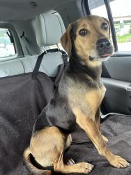Found/Stray Female Dog last seen Kroger and Aldi , Nashville, TN 37217