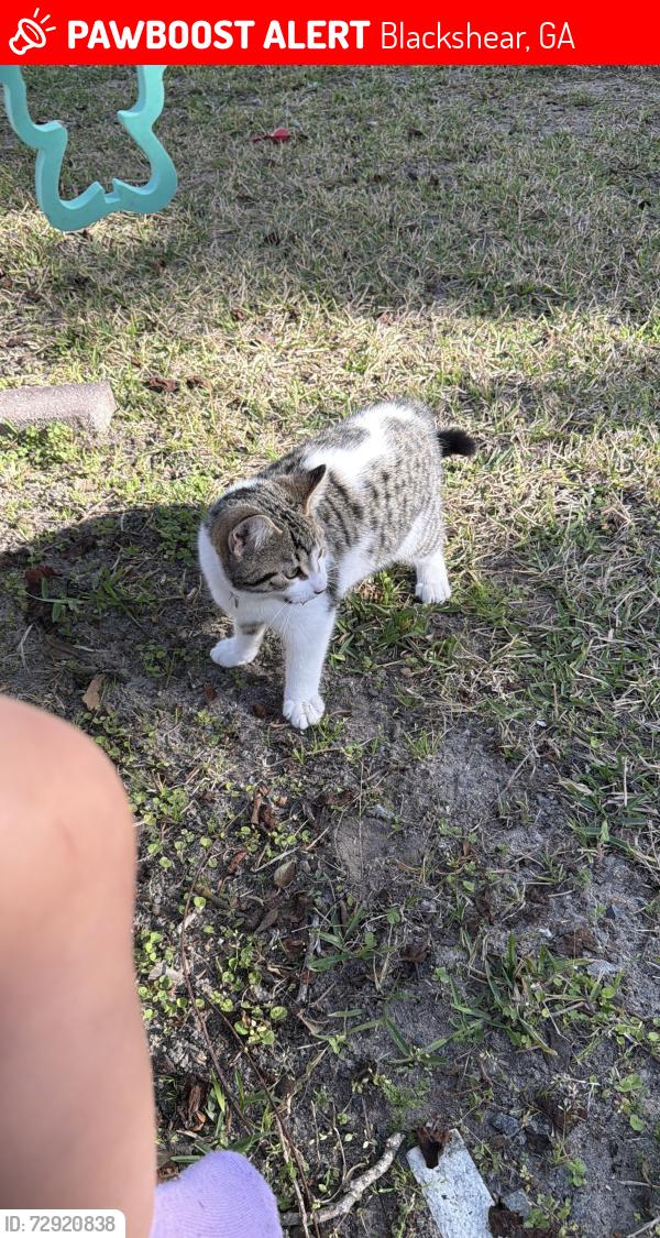 Lost Female Cat last seen  Hwy 84, Blackshear, GA. Near residential area/lake., Blackshear, GA 31516