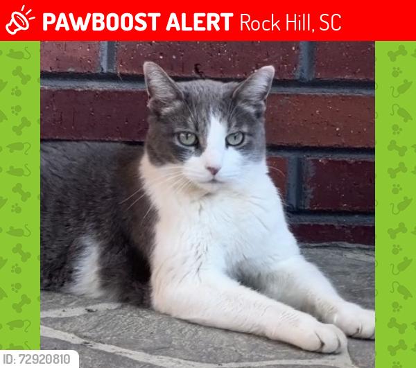 Lost Male Cat last seen Gatsby Cir, Rock Hill, SC, 29732, Rock Hill, SC 29732