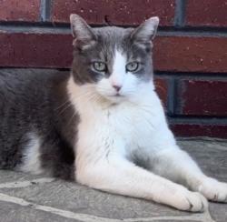 Lost Male Cat last seen Gatsby Cir, Rock Hill, SC, 29732, Rock Hill, SC 29732