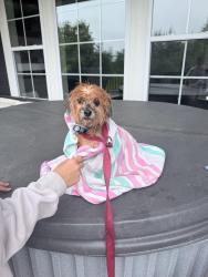 Reunited Female Dog last seen New Albany links drive, New Albany, OH 43054