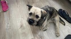 Reunited Female Dog last seen Near Cheetham Hill Blvd, Loxahatchee, FL 33470, USA, The Acreage, FL 33470