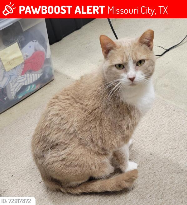 Lost Female Cat last seen Backyard near Calendar Lake Drive and Moss Run, Missouri City, TX 77459