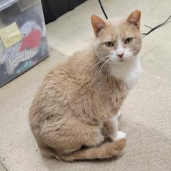 Lost Female Cat last seen Backyard near Calendar Lake Drive and Moss Run, Missouri City, TX 77459