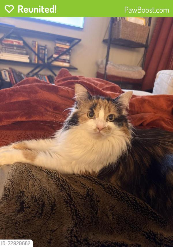 Reunited Female Cat last seen McBride & Maple, Surrey, BC V4A 3E9