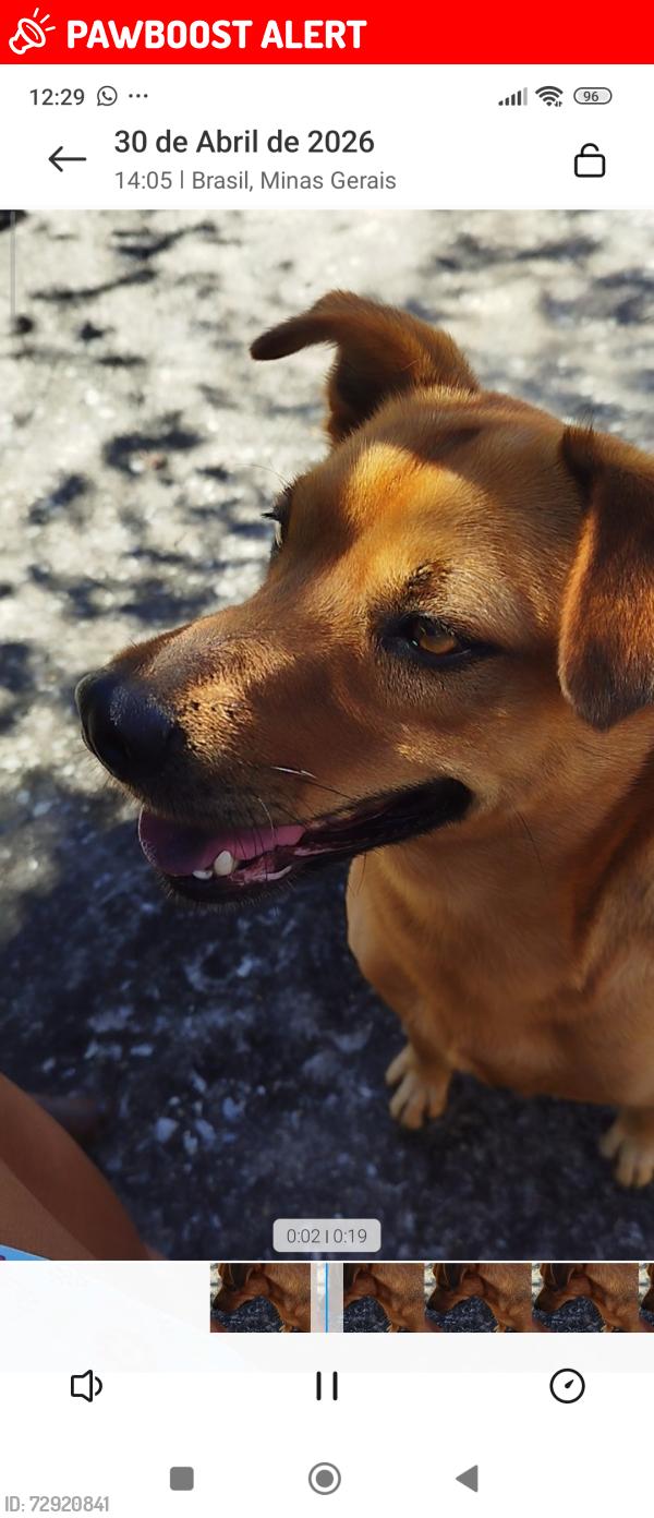 Lost Female Dog last seen Rua pau Brazil , Vargem das Flores, MG 32672-532
