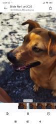 Lost Female Dog last seen Rua pau Brazil , Vargem das Flores, MG 32672-532