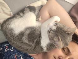 Lost Female Cat last seen Ne Englewood road, Gladstone, MO 64118
