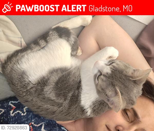Lost Female Cat last seen Ne Englewood road, Gladstone, MO 64118