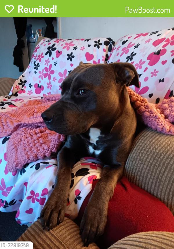 Reunited Female Dog last seen Elwell and Sykes ave, Greensboro, NC 27405