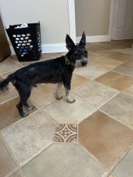 Reunited Male Dog last seen Moss Tree St and Moss Way St, San Antonio, TX 78232