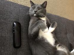 Lost Male Cat last seen CountyLine and Five Points, Indianapolis, IN 46237