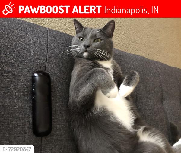 Lost Male Cat last seen CountyLine and Five Points, Indianapolis, IN 46237