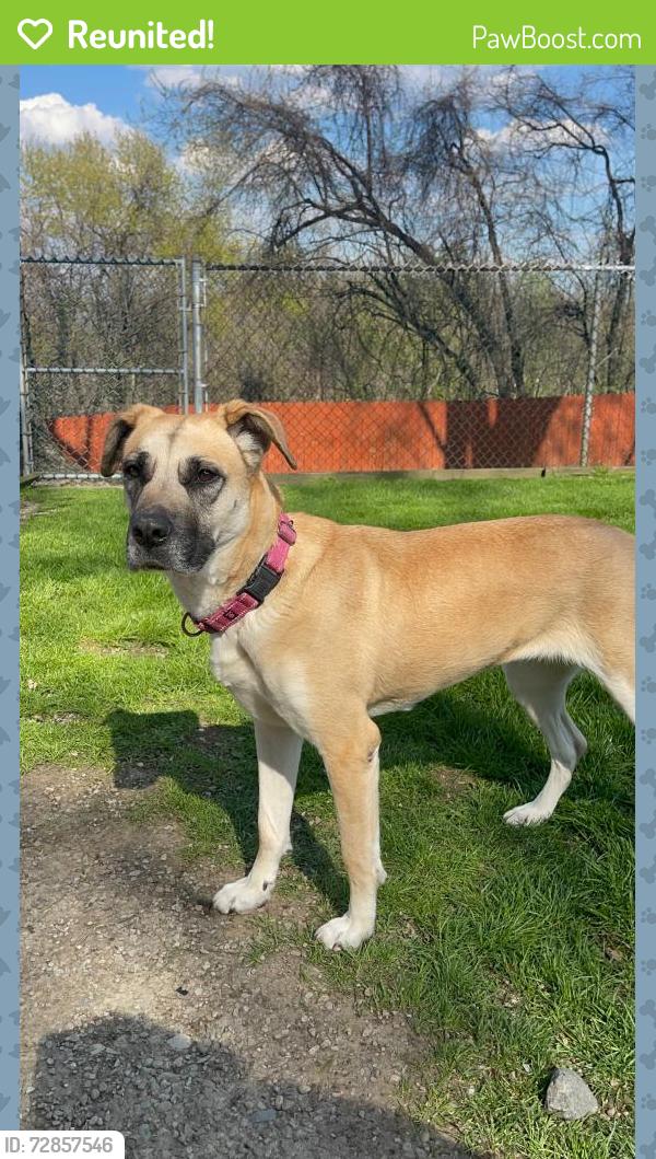 Reunited Female Dog last seen Brownsville Road, Pittsburgh, PA 15236