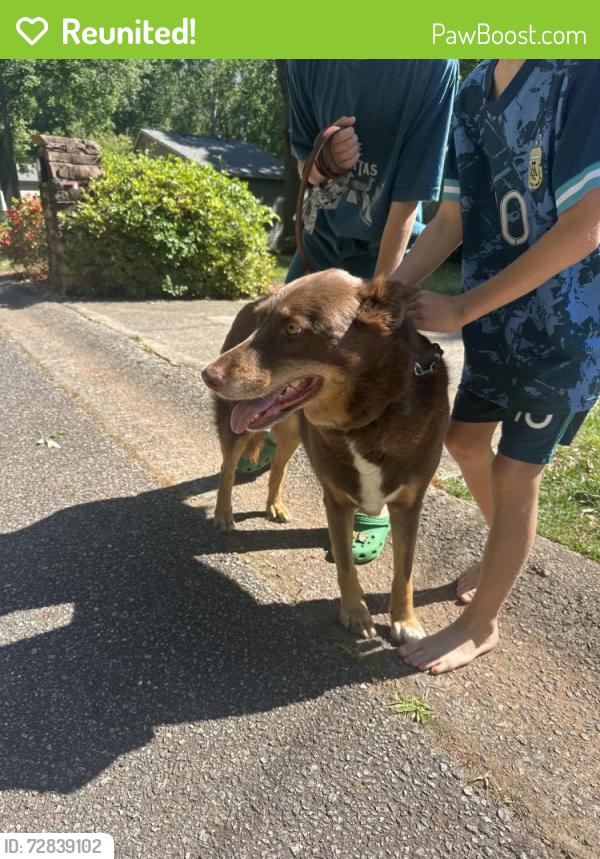 Reunited Female Dog last seen Creekbend/ creekview, Woodstock, GA 30188