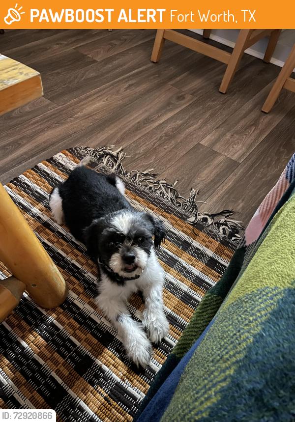 Found/Stray Male Dog last seen The Madeleine apmts, Fort Worth, TX 76112