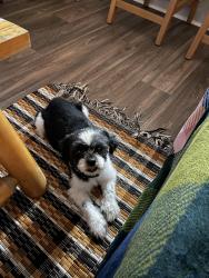 Found/Stray Male Dog last seen The Madeleine apmts, Fort Worth, TX 76112