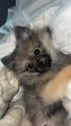 Lost Male Dog last seen Tim’s on valley. , Thunder Bay, ON P7B